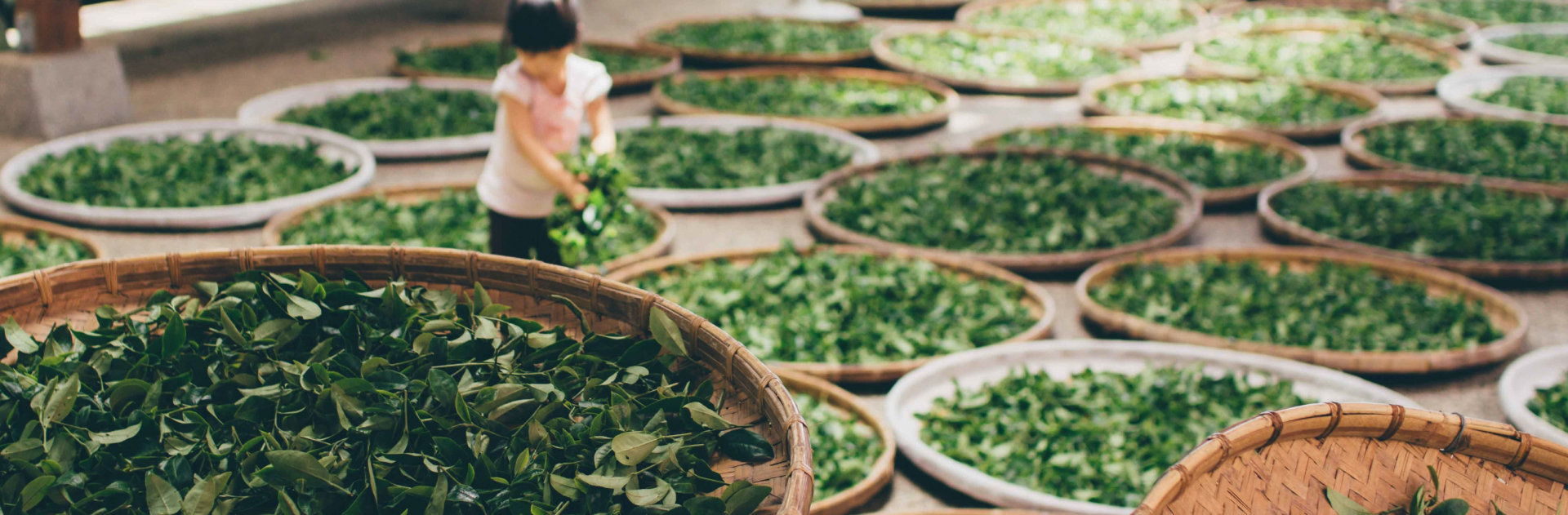 A girl drying leaves